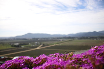 Obraz premium beautiful flowers in a sunny day