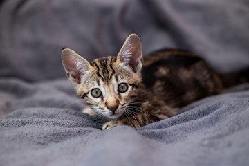 cute Kitten breed Savannah F4