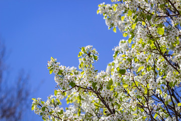 Close-up of white cherry blossoms against a bright blue sky