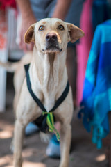 puppy of the beach visit to receive affection