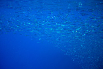Small sardine school in blue ocean. Seafish underwater photo. Pelagic fish colony carousel in seawater. Mackerel shoal.