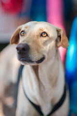 puppy of the beach visit to receive affection