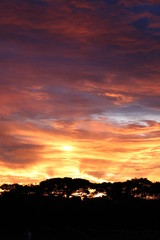 beautiful and colorfull sunset with tree shadows