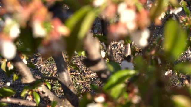 Cherry blossom in the Valley Jerte. Extremadura,Spain