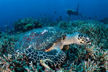 A hungry Hawksbill sea turtle, Eretmochelys imbricata, feeds on invertebrates on a reef in Komodo National Park, Indonesia. This reptile is a critically endangered species.
