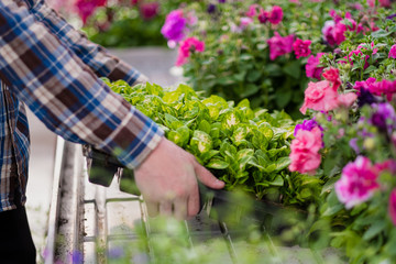 Many green plants in boxing on a tray. A man in a plaid shirt holds seedlings in his hands.