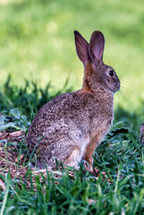Cute cottontail rabbit standing in grassy lawn.