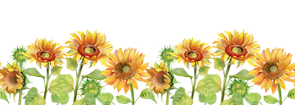 Sunflower flowers seamless banner on white background. Summer bunner floral