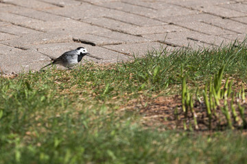 Wagtail