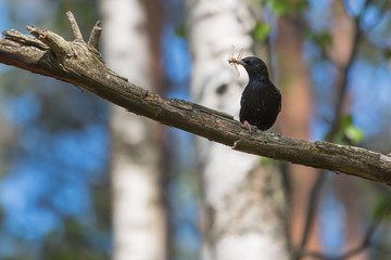Starling with dragonfly