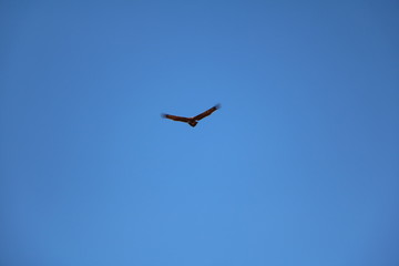 Wedge tailed Eagle in the blue sky, Australia