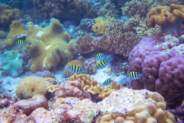 Striped sergeantfish in coral reef underwater photo. Tropical fish in natural environment. Coral...