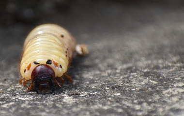 Stag beetle larvae