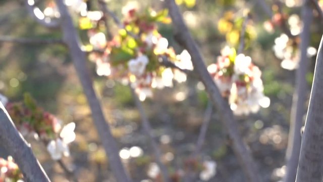 Cherry blossom in the Valley Jerte. Extremadura,Spain