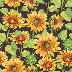 Fototapeta na wymiar Sunflower seamless pattern watercolor. Summer flower bright colorful pattern on dark background