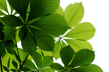 green chestnut leaves on white background