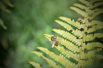 Sunbathing hoverfly