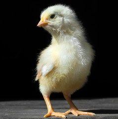 Yellow Newborn Chicken With Feather And Egg Shells