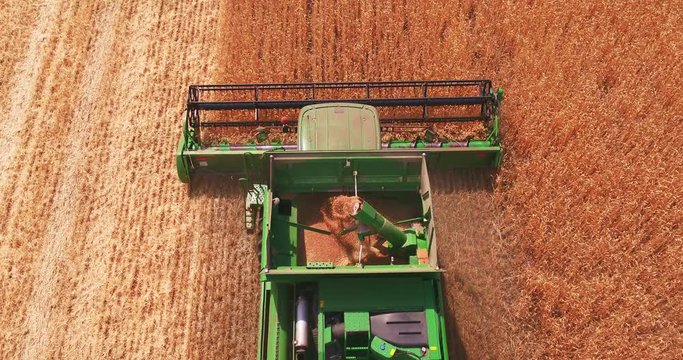 A harvester-thresher is gathering in wheat
