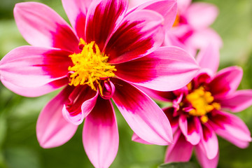 Red and pink dahlia in garden.
