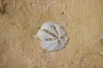 Fossilized white sea urchin embedded in brown stone.