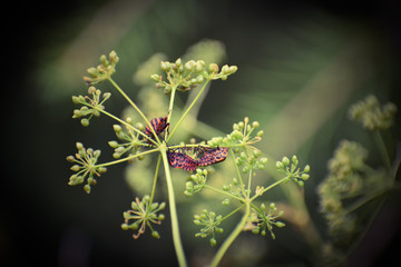 Spots and stripes - minstrel bugs
