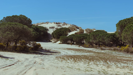 Dunes in the Doñana National Park, Andalusia, Spain.