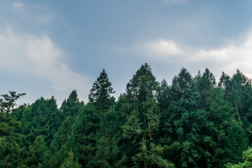 Pine trees on blue sky