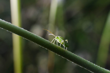 Small insect on the stick of a daisy