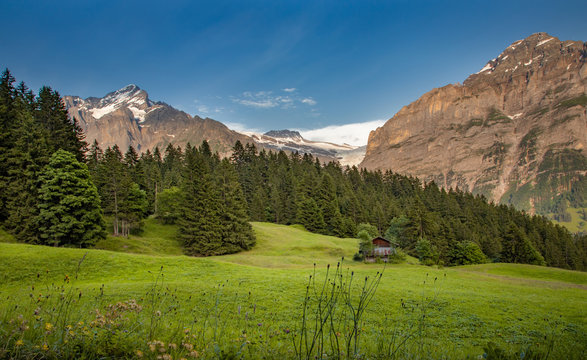Swiss beauty, meadows in Grindelwald valley, Bernese Oberland,Switzerland,Europe