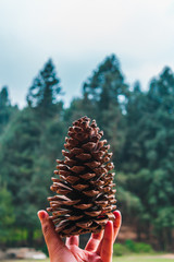 Hand holding a pine cone