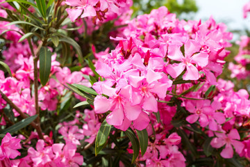 Pink oleander or Nerium flower blossoming on tree. Beautiful colorful floral background