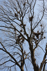 A tree without leaves with many nests and sitting birds on the branches in spring.
