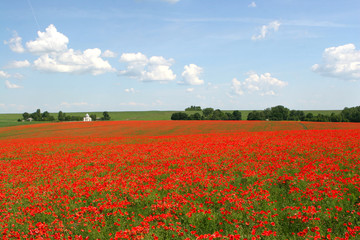 Flowers The red poppies bloom on a wild field. Beautiful red poppy fields with selective focus. soft light Natural remedies. Field of red poppies. Lonely poppy in the distant Orthodox temple