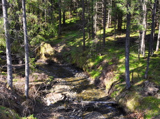 The plot of coniferous forest with pines, grass, hummocks, dry branches and a brook on a sunny day in spring. Forest corner.