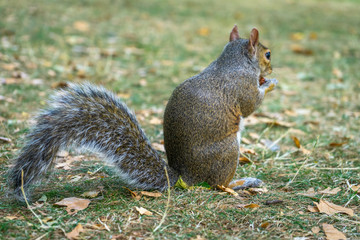 Squirrel on Hyde Park in London, England, UK