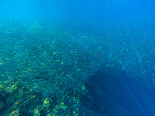 Huge fish school near coral reef. Tropical sea shore underwater photo. Undersea landscape with sardine fish shoal
