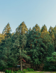 Fototapeta premium Pine trees on blue sky