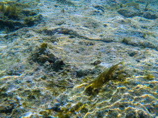 Naklejka na ściany i meble Rock underwater with seashell and fish in hole, underwater photo. Shallow sea water wildlife. Tropical sea shore fish and plant