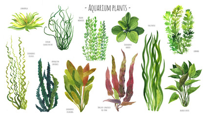 Aquarium plants watercolor illustration set. Red, blue, green and yellow water plants. Freshwater plants. - obrazy, fototapety, plakaty