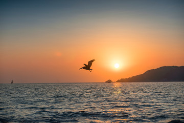 Naklejka na ściany i meble Seagull flying in the sunset on a beach