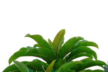 Young tropical elephant apple tree leaves with branches on white isolated background for green foliage backdrop