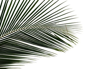 Obraz premium Coconut leaves with branches on white isolated background for green foliage backdrop 