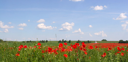 Flowers The red poppies bloom on a wild field. Beautiful red poppy fields with selective focus....
