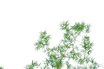 Bamboo leaves with branches on white isolated background for green foliage backdrop 