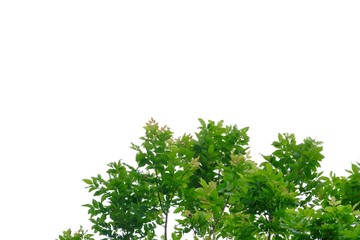 Tropical tree with leaves branches growing in a garden on white isolated background for green foliage backdrop 