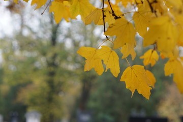 Herbst am Zentralfriedhof