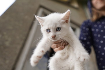 le chaton blanc