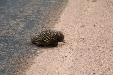 Tachyglossidae Echidna in Western Australia