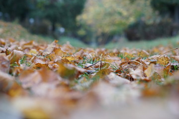 Herbst am Zentralfriedhof